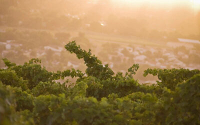 5 Things You Need to Know about Nelspruit