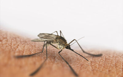 Quick Guide to Malaria Prevention