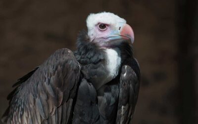 Lowveld Predatory Birds