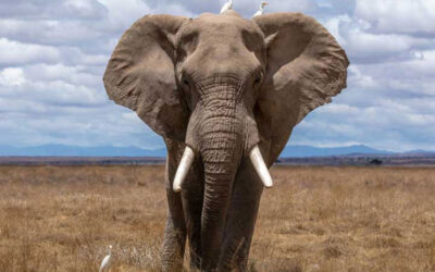 The African Big 5