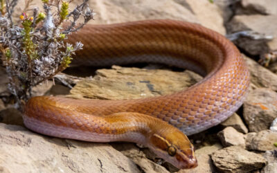 Harmless Snakes