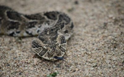 Most common venomous snakes in South Africa