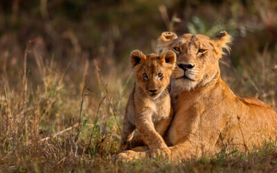 SANParks Free Week Returns This September