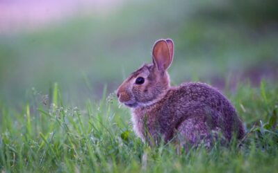 Why the Lowveld is the Perfect Easter Escape