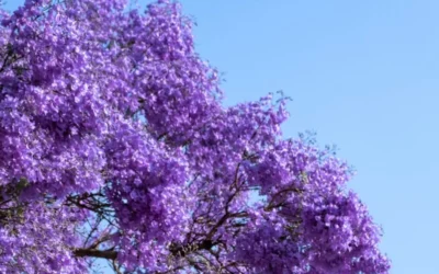 5 Instagram-Worthy Spots to Photograph Nelspruit’s Jacarandas