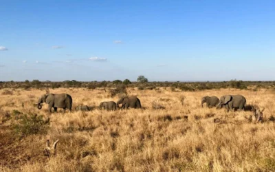 The Lowveld’s Best-Kept Secret is that Nelspruit is the Perfect Kruger Base
