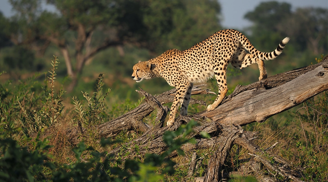 Nelspruit Lodge Accommodation Near Kruger