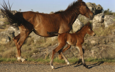 Go Horse Riding In Kaapsehoop