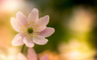 Hello Spring!